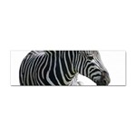 Zebra Sticker (Bumper)