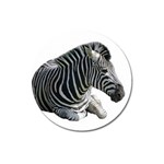 Zebra Magnet 3  (Round)