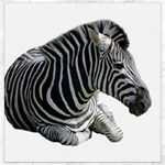Zebra Canvas 16  x 16 