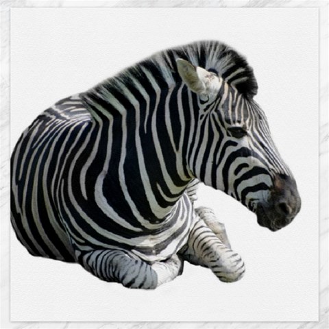 Zebra Canvas 20  x 20  from ArtsNow.com 19 x19.27  Canvas - 1