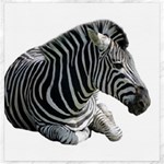 Zebra Canvas 20  x 20 