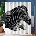 Zebra Shower Curtain 60  x 72  (Medium)