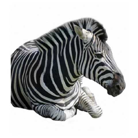 Zebra Drawstring Pouch (Medium) from ArtsNow.com Back