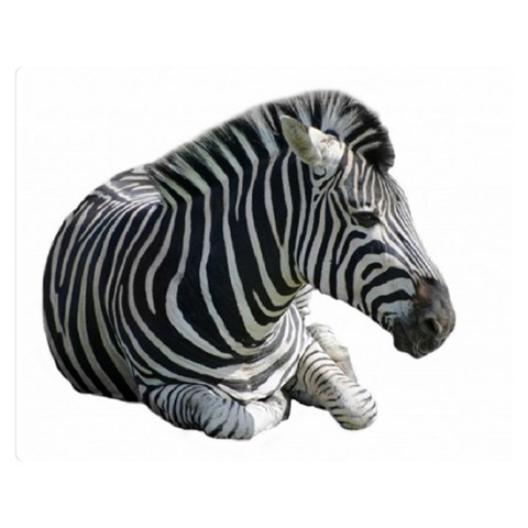 Zebra Double Sided Flano Blanket (Medium) from ArtsNow.com 60 x50  Blanket Back