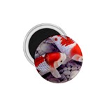 Koi 1.75  Magnet
