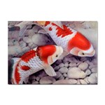 Koi Sticker A4 (10 pack)