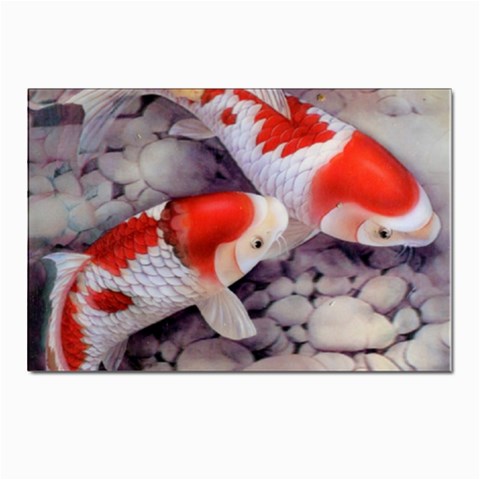 Koi Postcards 5  x 7  (Pkg of 10) from ArtsNow.com Front