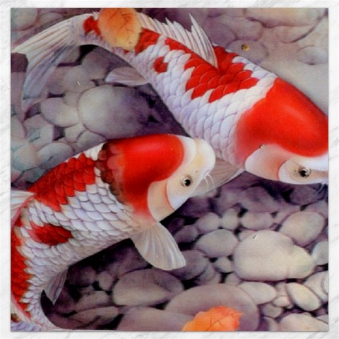 Koi Canvas 12  x 12  from ArtsNow.com 11.4 x11.56  Canvas - 1