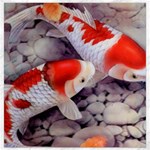 Koi Canvas 16  x 16 