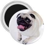 Pug Dog 3  Magnet