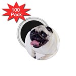 Pug Dog 1.75  Magnet (100 pack) 