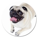 Pug Dog Magnet 5  (Round)