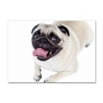 Pug Dog Sticker A4 (10 pack)