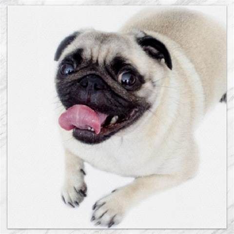 Pug Dog Canvas 12  x 12  from ArtsNow.com 11.4 x11.56  Canvas - 1