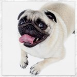 Pug Dog Canvas 16  x 16 