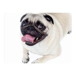 Pug Dog Double Sided Flano Blanket (Mini)