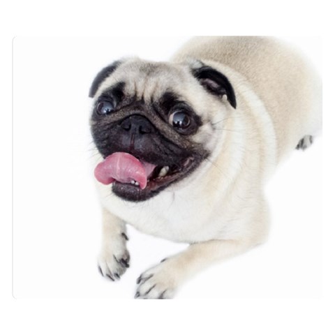 Pug Dog Double Sided Flano Blanket (Small) from ArtsNow.com 50 x40  Blanket Front
