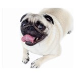 Pug Dog Double Sided Flano Blanket (Small)