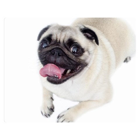 Pug Dog Double Sided Flano Blanket (Medium) from ArtsNow.com 60 x50  Blanket Front
