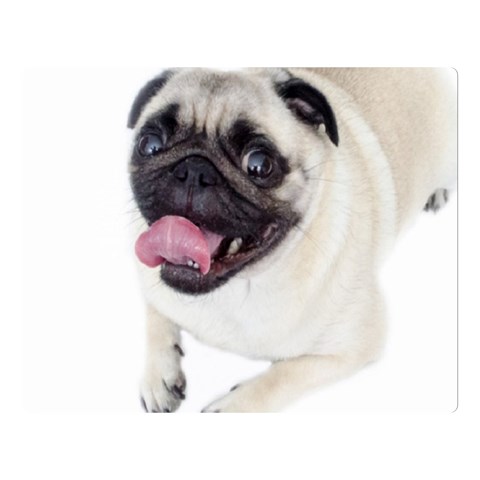 Pug Dog Double Sided Flano Blanket (Large) from ArtsNow.com 80 x60  Blanket Front