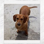 Weiner Dog Canvas 8  x 10 