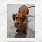 Weiner Dog Canvas 12  x 18 