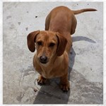 Weiner Dog Canvas 16  x 16 