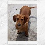 Weiner Dog Canvas 24  x 36 