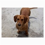 Weiner Dog Large Glasses Cloth (2 Sides)