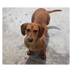 Weiner Dog Double Sided Flano Blanket (Small)