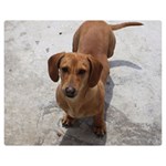 Weiner Dog Double Sided Flano Blanket (Medium)