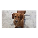 Weiner Dog Satin Shawl