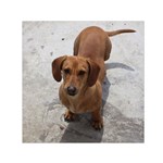 Weiner Dog Small Satin Scarf (Square)
