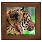 Tiger Framed Tile