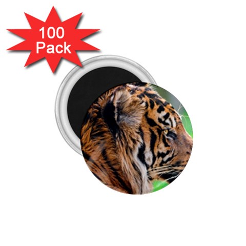 Tiger 1.75  Magnet (100 pack)  from ArtsNow.com Front