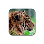 Tiger Rubber Coaster (Square)