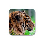 Tiger Rubber Square Coaster (4 pack)