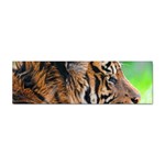 Tiger Sticker (Bumper)