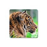 Tiger Magnet (Square)