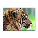Tiger Sticker A4 (100 pack)