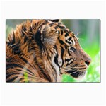 Tiger Postcard 4  x 6 