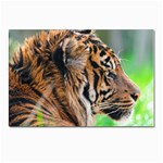 Tiger Postcards 5  x 7  (Pkg of 10)