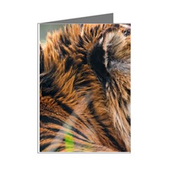 Tiger Mini Greeting Cards (Pkg of 8) from ArtsNow.com Right