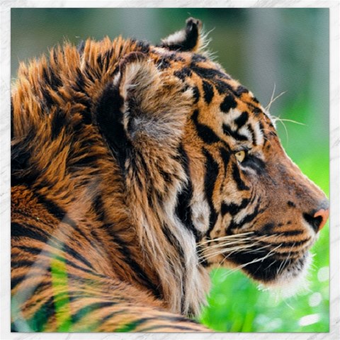 Tiger Canvas 12  x 12  from ArtsNow.com 11.4 x11.56  Canvas - 1