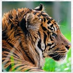 Tiger Canvas 12  x 12 