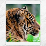 Tiger Canvas 12  x 16 