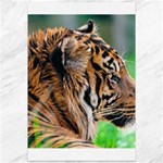 Tiger Canvas 12  x 18 