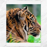 Tiger Canvas 36  x 48 