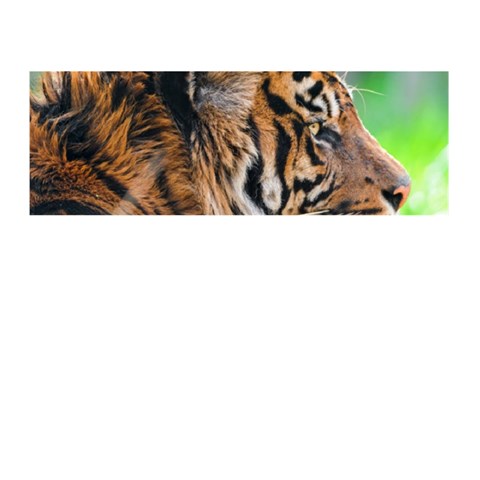 Tiger Memory Card Reader (Stick) from ArtsNow.com Front