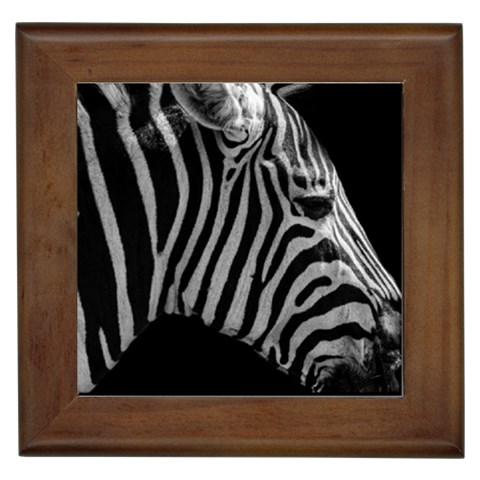 Zebra 3 Framed Tile from ArtsNow.com Front
